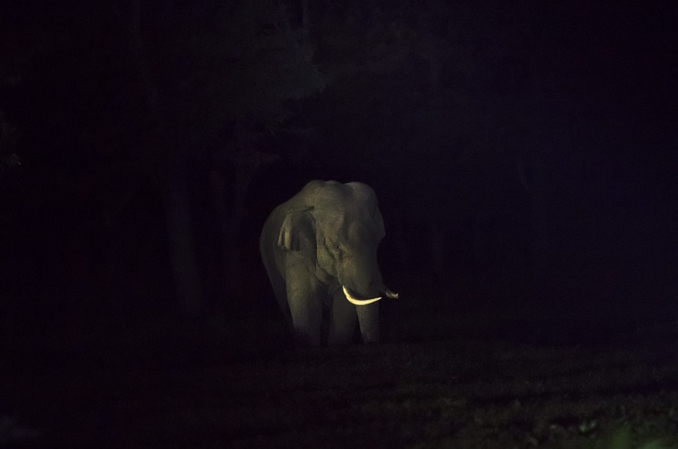 Elephant with tusks in the dark